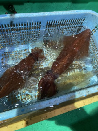 釣果写真